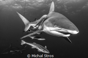 Oceanic Blacktip Shark by Michal Stros 